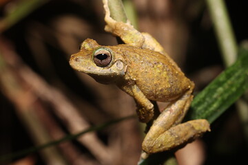 Kuranda Tree Frog in Queensland Australia