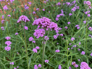 Colorful flower garden in winter, Purpletop vervain, Spider flower, Lavender.