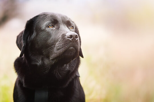 Labrador retriever of black color. Portrait of a purebred young dog on a green grass background.