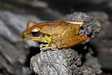 Stoney Creek Frog in Queensland Australia