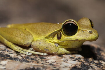 Stoney Creek Frog in Queensland Australia