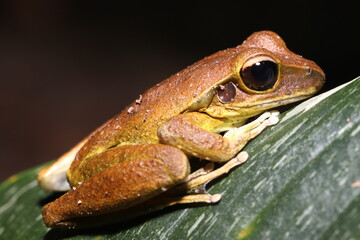 Stoney Creek Frog in Queensland Australia
