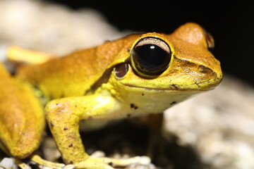 Stoney Creek Frog in Queensland Australia
