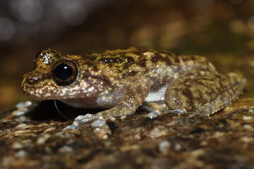 Waterfall Frog in Queensland Australia