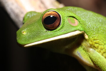 White-lipped Green Tree Frog in Australia - obrazy, fototapety, plakaty