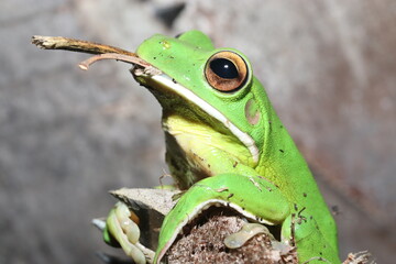 White-lipped Tree Frog (Litoria infrafrenata or Nyctimystes infrafrenatus)