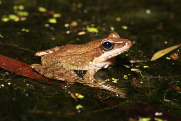 Australian wood frog (Papurana daemeli)