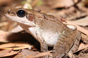 Australian wood frog (Papurana daemeli)