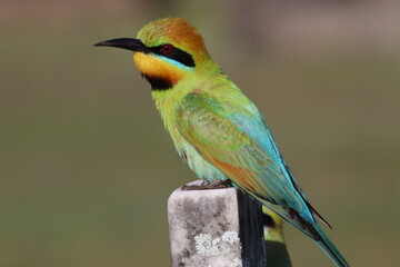 Rainbow Bee-eater in Queensland Australia