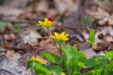 Blooming lesser celandine (Ficaria verna) with a ladybird beetle on a flower, in early spring in the forest, closeup