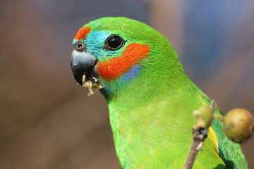 Double-eyed Fig Parrot in Australia