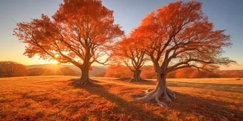 Fototapeten Group of tree in autumn winter landscape © jovannig