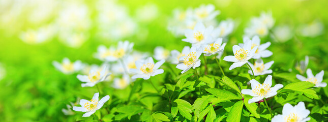 Spring landscape, banner, panorama - view of the anemone nemorosa in the spring forest in the rays of the sun. Horizontal background with copy space for text - obrazy, fototapety, plakaty
