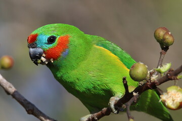 Double-eyed Fig Parrot in Australia