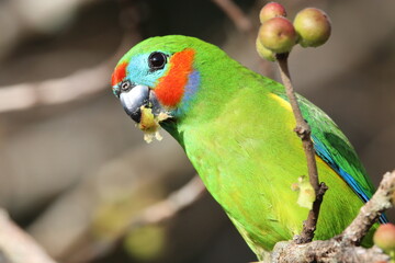 Double-eyed Fig Parrot in Australia