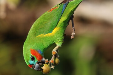 Double-eyed Fig Parrot in Australia