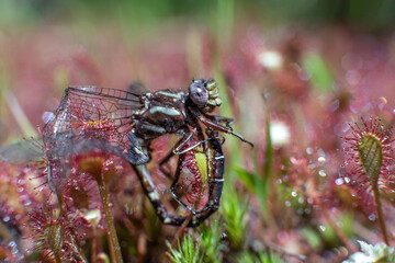 Dragonfly trapped by carnivorous sundew plants from Massachusetts 