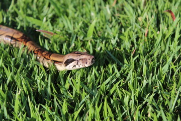 Serpiente chocolate