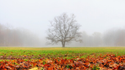 Naklejka premium Autumn landscape in the early morning - view of a foggy autumn park with fallen leaves in the foreground