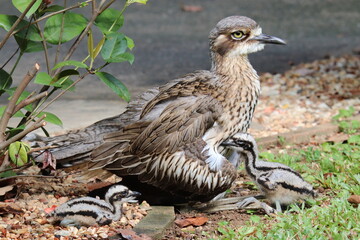 Bush Stone-curlew (Burhinus grallarius) 