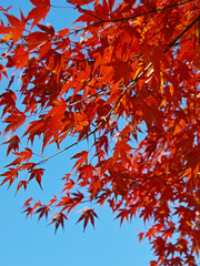 もみじ　紅葉