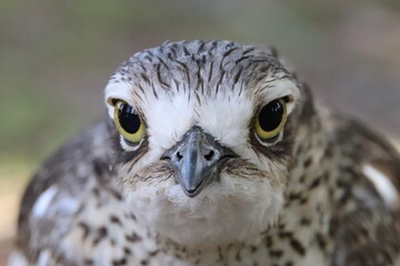 Bush Stone Curlew or Thick Knee of Australia