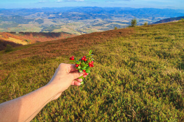 Autumn landscape - a view of a lingonberry sprig in the hand of a tourist woman against the...