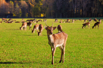 Naklejka na ściany i meble Young male red deer (Cervus elaphus) grazing in the meadow at The Wildpark Poing which is a wildlife park near the town of Poing, Bavaria, Germany