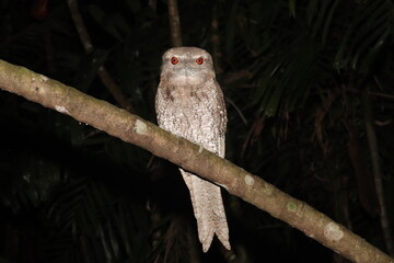 Papuan Frogmouth found in tropical Australia