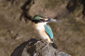 Sacred Kingfisher found across Australasia