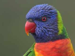 Rainbow lorikeet close up.