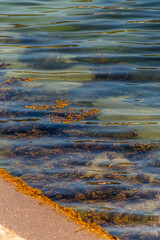 Algas en el municipio de Moaña.