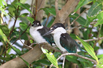 Torresian Kingfisher of Queensland Australia