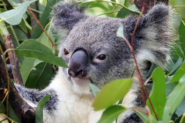 Koala Endemic Arboreal Marsupial of Australia