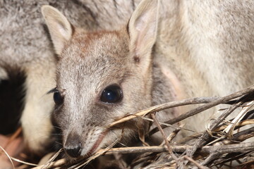 Mareeba rock-wallaby (Petrogale mareeba) at Granite Gorge, QLD, Australia