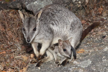 Mareeba rock-wallaby (Petrogale mareeba) at Granite Gorge, QLD, Australia