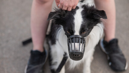 Woman walks 2 dogs. Close-up of female legs, border collie and bull terrier in muzzles and on leashes on a walk outdoors. 
