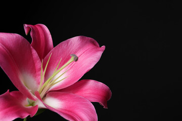 Beautiful pink lily flower on black background, closeup. Space for text