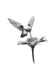 Humming Bird & Flower