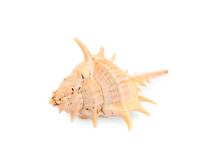 Beautiful seashell isolated on white. Beach object
