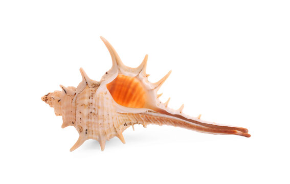 Beautiful seashell isolated on white. Beach object