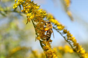 Honeybee collecting nectar from yellow flowers outdoors, closeup