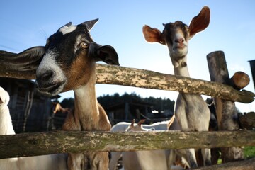 Cute goats inside of paddock at farm, low angle view