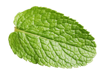 Fresh green mint leaf on white background