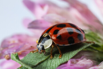 Red ladybug on green leaf of pink flower, macro view