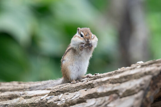シマリス Images – Browse 6,733 Stock Photos, Vectors, and Video