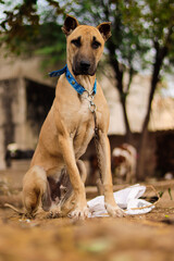 golden retriever dog