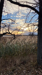 Obraz premium Looking over the Marsh with Big Trees at Sunset