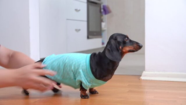 Owner brings dachshund and puts on parquet floor allowing to run around. Hands put dog in t-shirt allowing dachshund to run in free direction