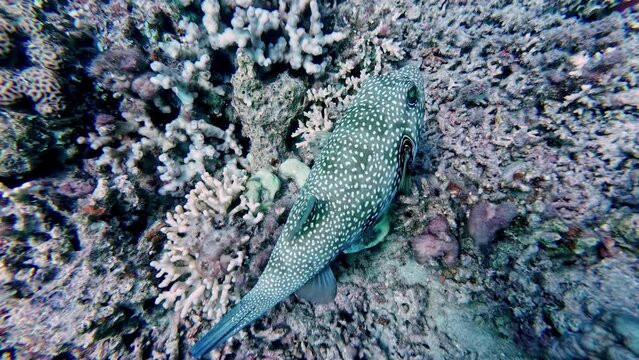 Close up underwater footage shows a charming white-spotted puffer swimming gracefully among vibrant coral reefs
